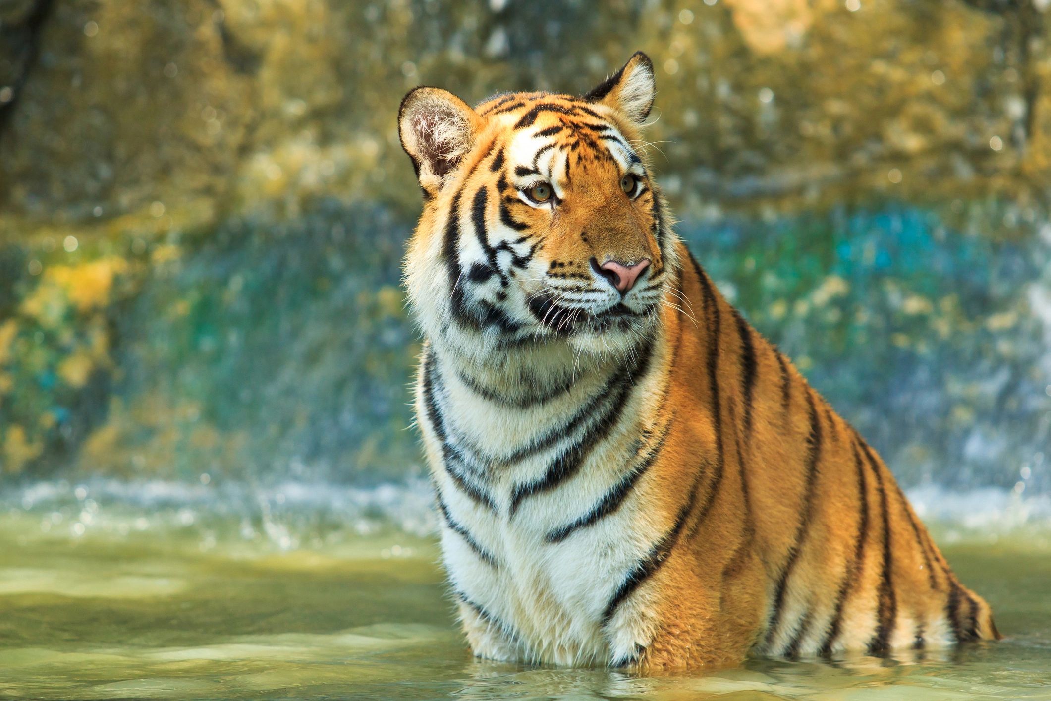 Reliable Title Services | Tiger Title and Notary