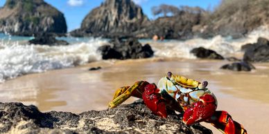 Carb on the rocky coast of the Galapagos Islands