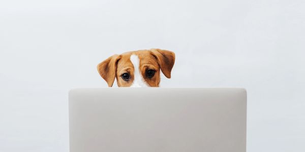 A dog peeking over a laptop on a wooden table.