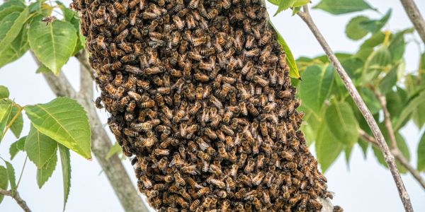A large swarm of bees on a tree branch.