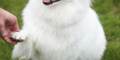 Fluffy white dog giving paw to a person on green grass.