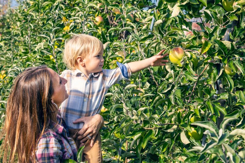 A mom holds her 2 year old son up to pink an apple from a tree in an orchard.