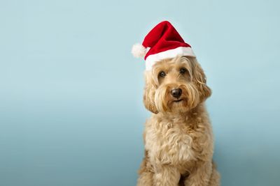 Christmas Dog with Santa hat