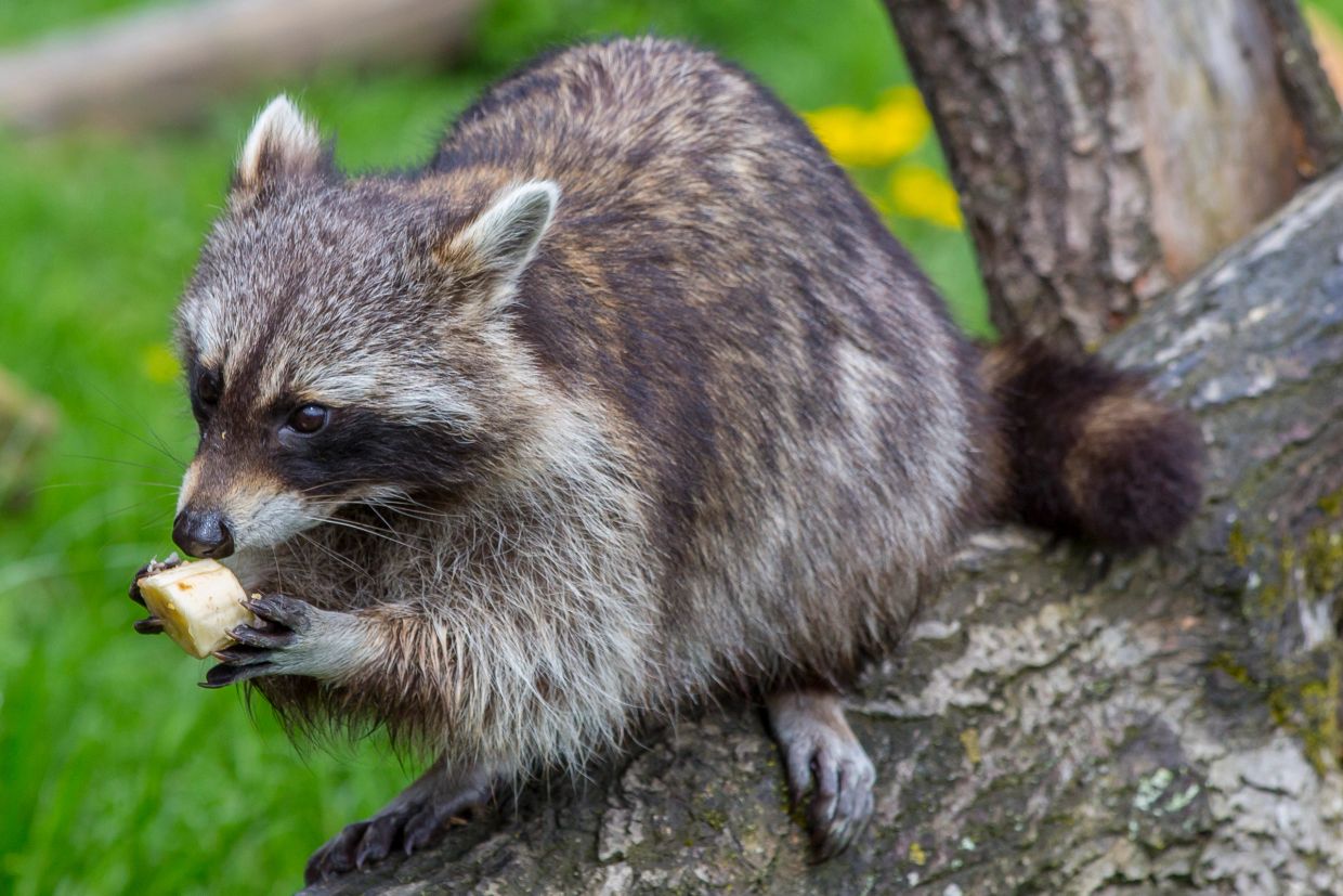Raccoon eating a piece of food on a tree branch.