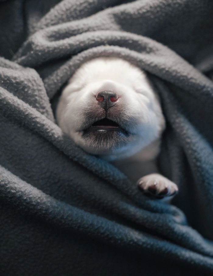 Two adorable puppies nestled in a red blanket inside a decorative basket.