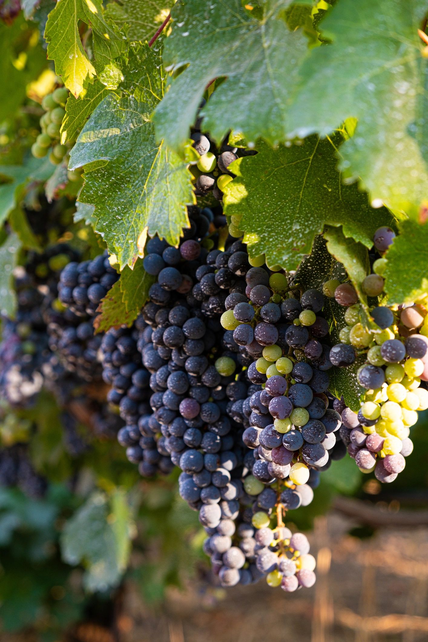 Napa Valley wine scene