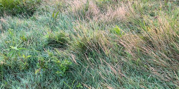 A lush field with diverse grasses and small plants.