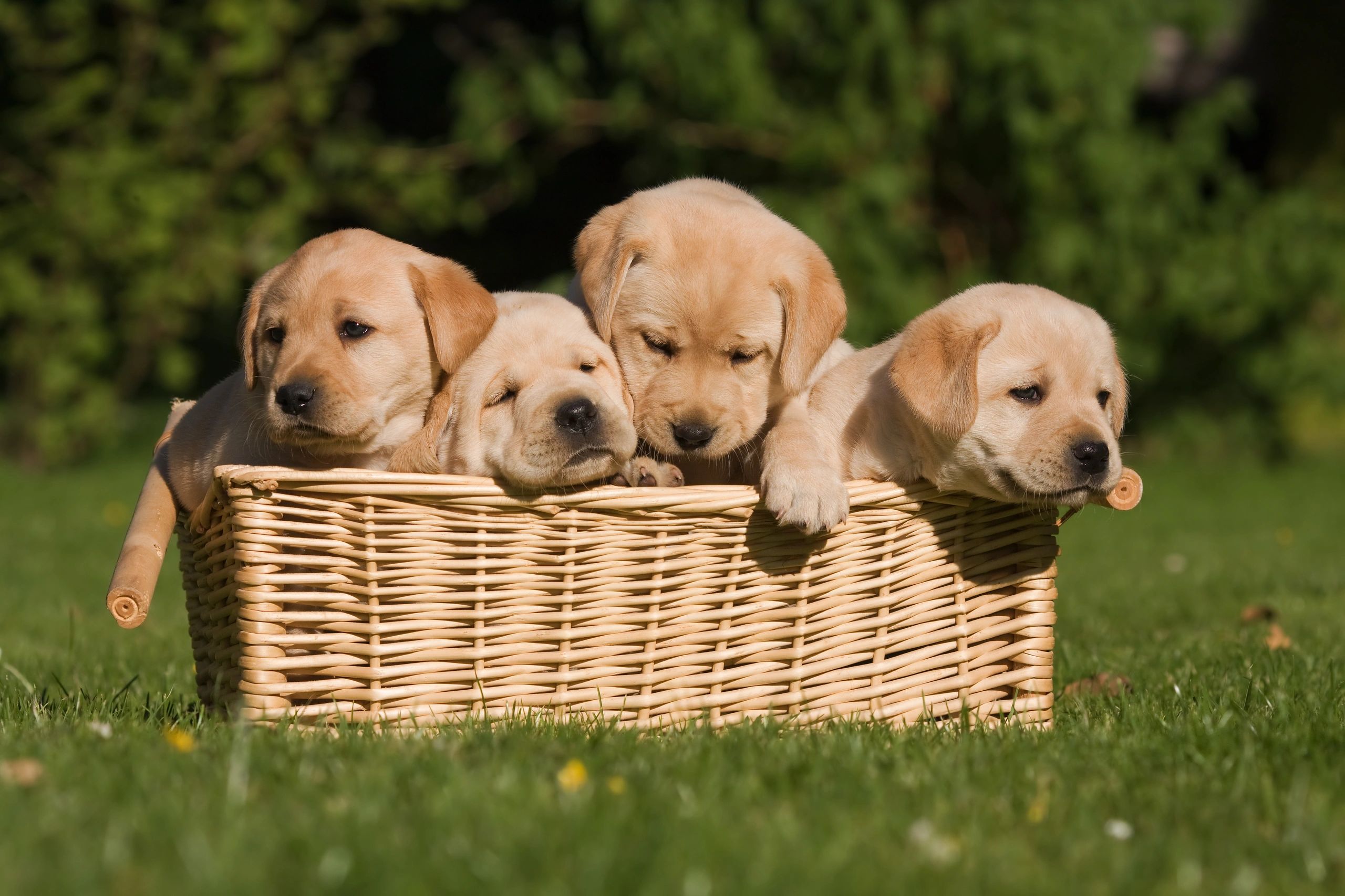 Sweetwater Labrador Retrievers