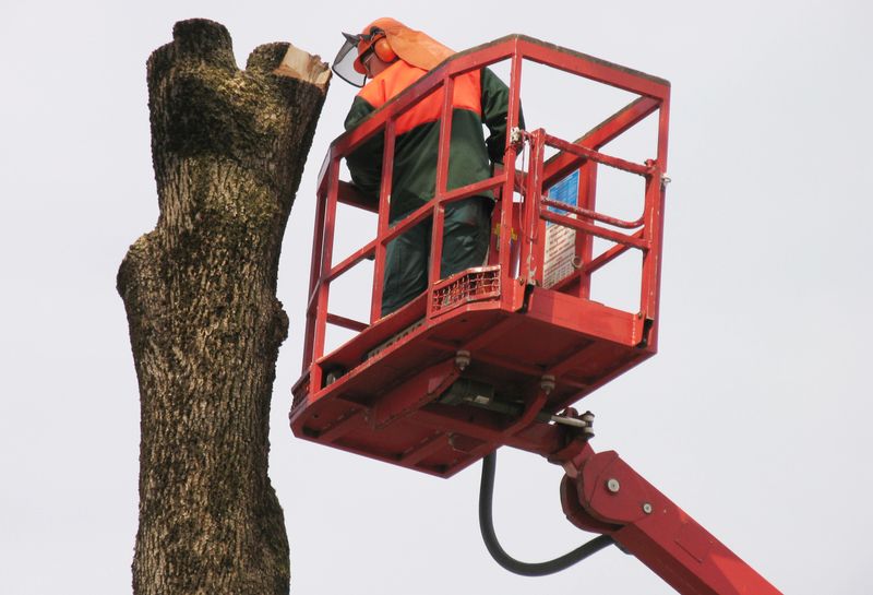 Morbid trees beside the streets are removed becoase they can once accidents.