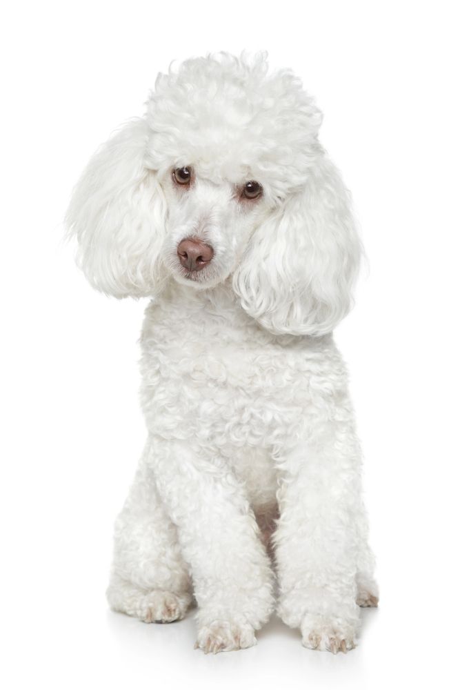 White poodle sitting and looking at the camera on a white background.