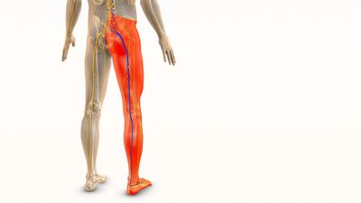 Sciatica Pain Acupuncture Eugene Oregon