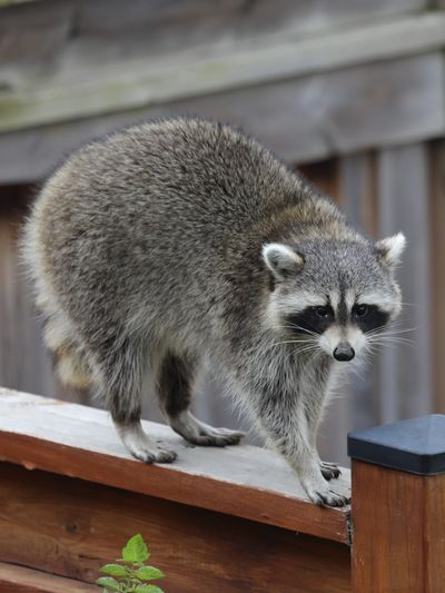 raccoon removal in Harrison, Stark, Carroll & Tuscarawas County homes