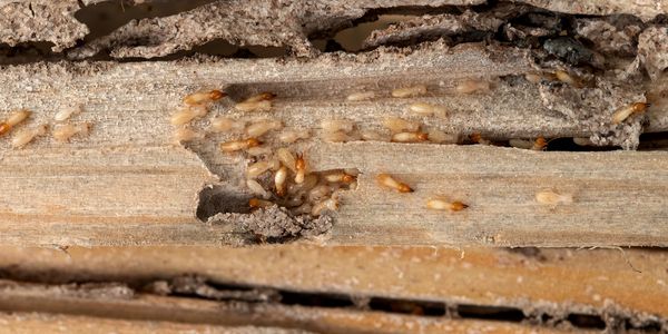 Termites crawling on a piece of wood, causing damage.