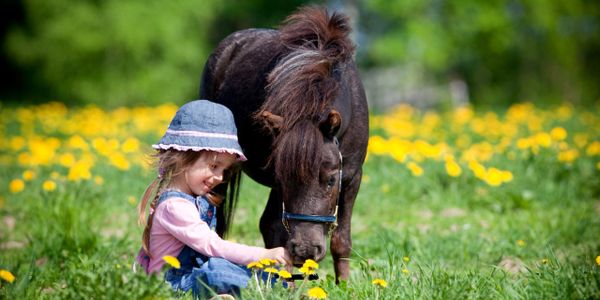 A little girl sitting in a field with a small brown pony among yellow flowers.