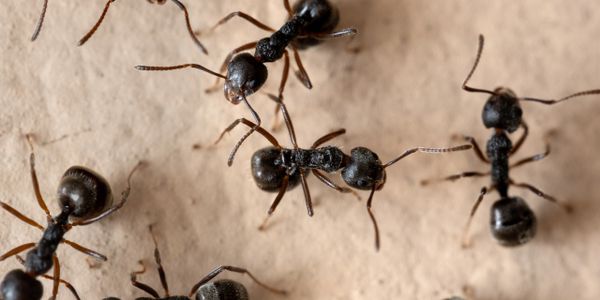 Close-up of black ants crawling on a textured surface.