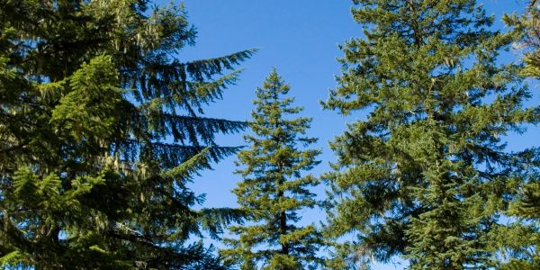 Ciel bleu avec des sapins verts.