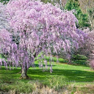 Blooming cherry blossom trees in a lush green park.