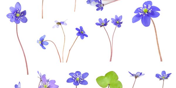 Various delicate blue flowers and a green leaf on thin stems isolated on white.