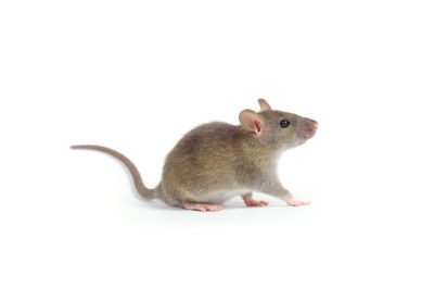 exterminateur souris, mulot