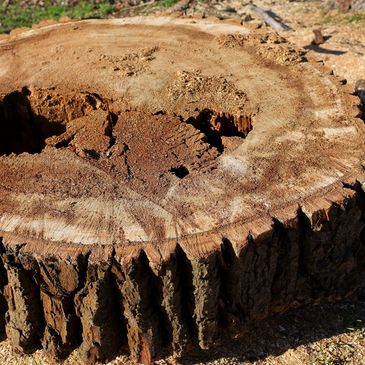 Stump Grinding Macon Georgia