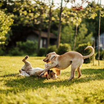 We clean yards that contain the poop of 2 dogs