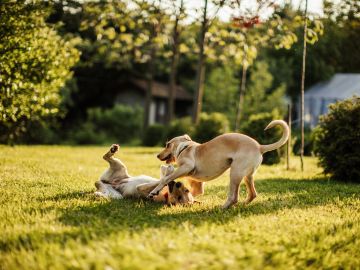 Two dogs playing in a freshly cleaned backyard