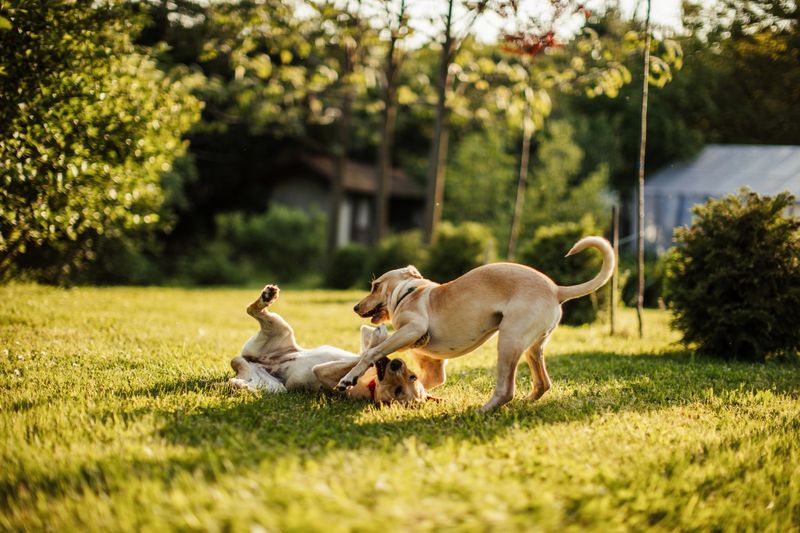 Two cute dogs of mixed breed playing joyfully in backyard on a sunny day