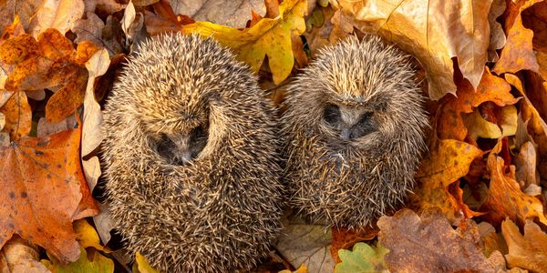 Two hedgehogs on autumn leaves, curled up and hibernating