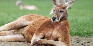 A red kangaroo laying on the ground