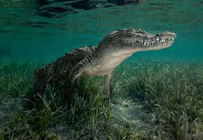 Close-up underwater view of an Cuban Crocodile swimming.