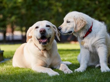 Two dogs enjoying a clean backyard in Windsor Colorado