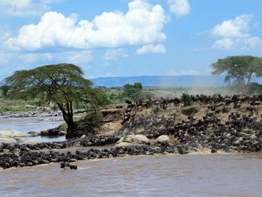 Great Migrations & River crossing in Mara River with Yao Tanzania Safaris