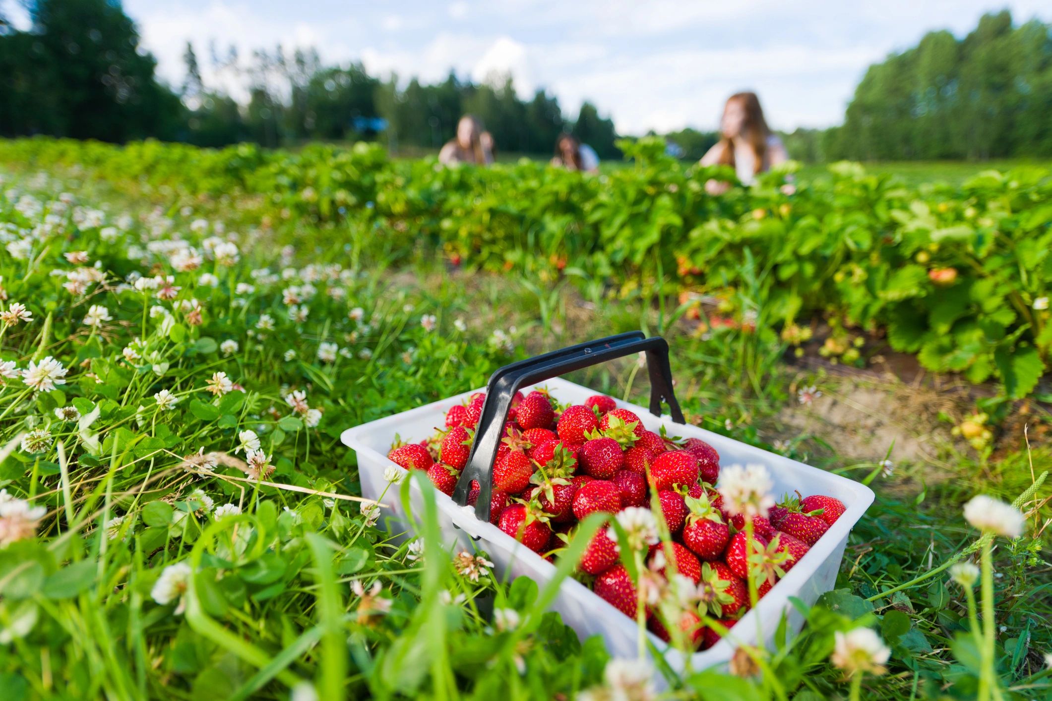 Bumble Berry Farms