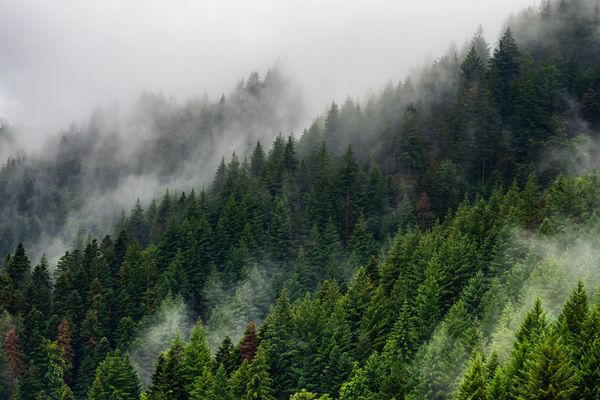wow trees