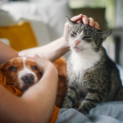 Person gently pets a relaxed cat and a dog on their lap indoors.