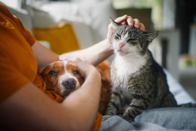 Person cuddling a dog and petting a cat.