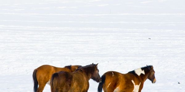 Three horses stand on snowy field.
