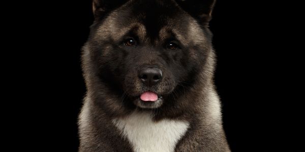 Close-up of a dark Akita dog with a white chest against a black background.