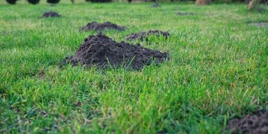 Mole hills in lawn. Hire a mole expert like the mole busters to exterminate your moles. 