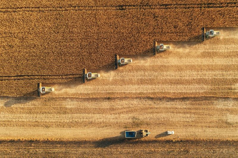 Dust rising from combine during crop harvesting, no-till technology professional occupation.
