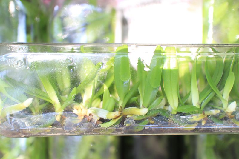 Closed up to the Rhynchostylis gigantea orchid flasks from tissue culture the tissue culture flask is ready to take the orchid plants out for growing in normal environment.