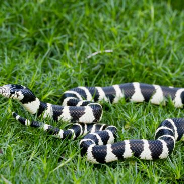 Black and white snake on grass.
