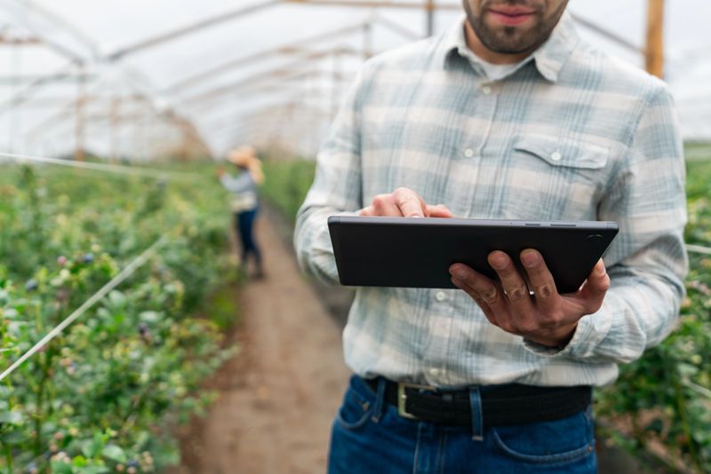 Close-up on a business manager working at a blueberry farm using a digital tablet - smart farming concepts