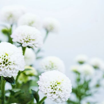 Close-up of white pompom flowers with green stems against a soft blue background.