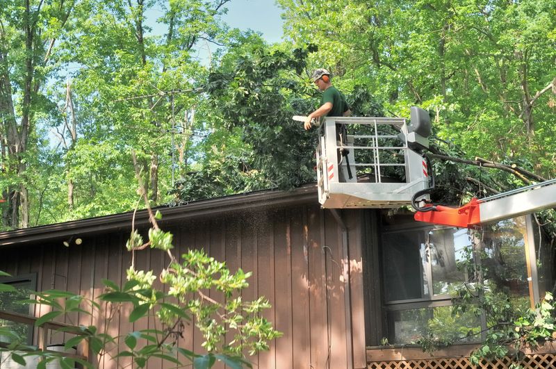 A forester in a high lift device, Patrick, uses a chain saw, to remove fallen trees from the roof of my house, A branch has been thrown to the ground and sawdust fill the air,
