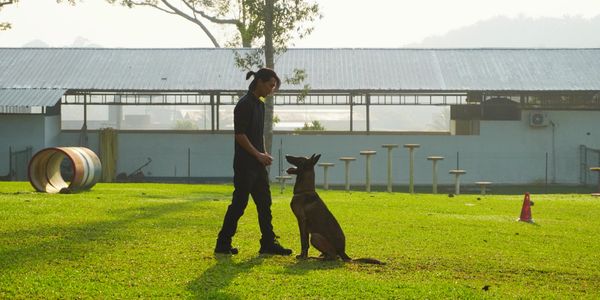 Person training a dog outdoors on a sunny day.