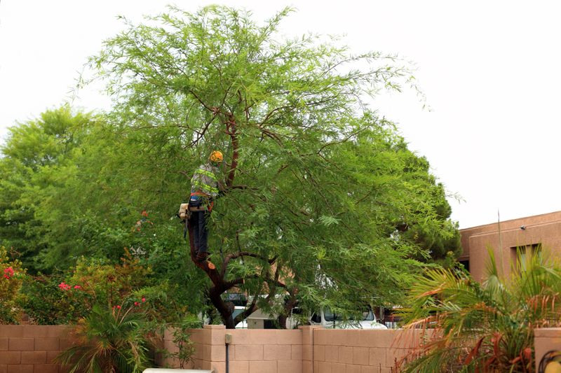 Arborist working on tree crown trimming, thinning and pruning in overgrown green crown