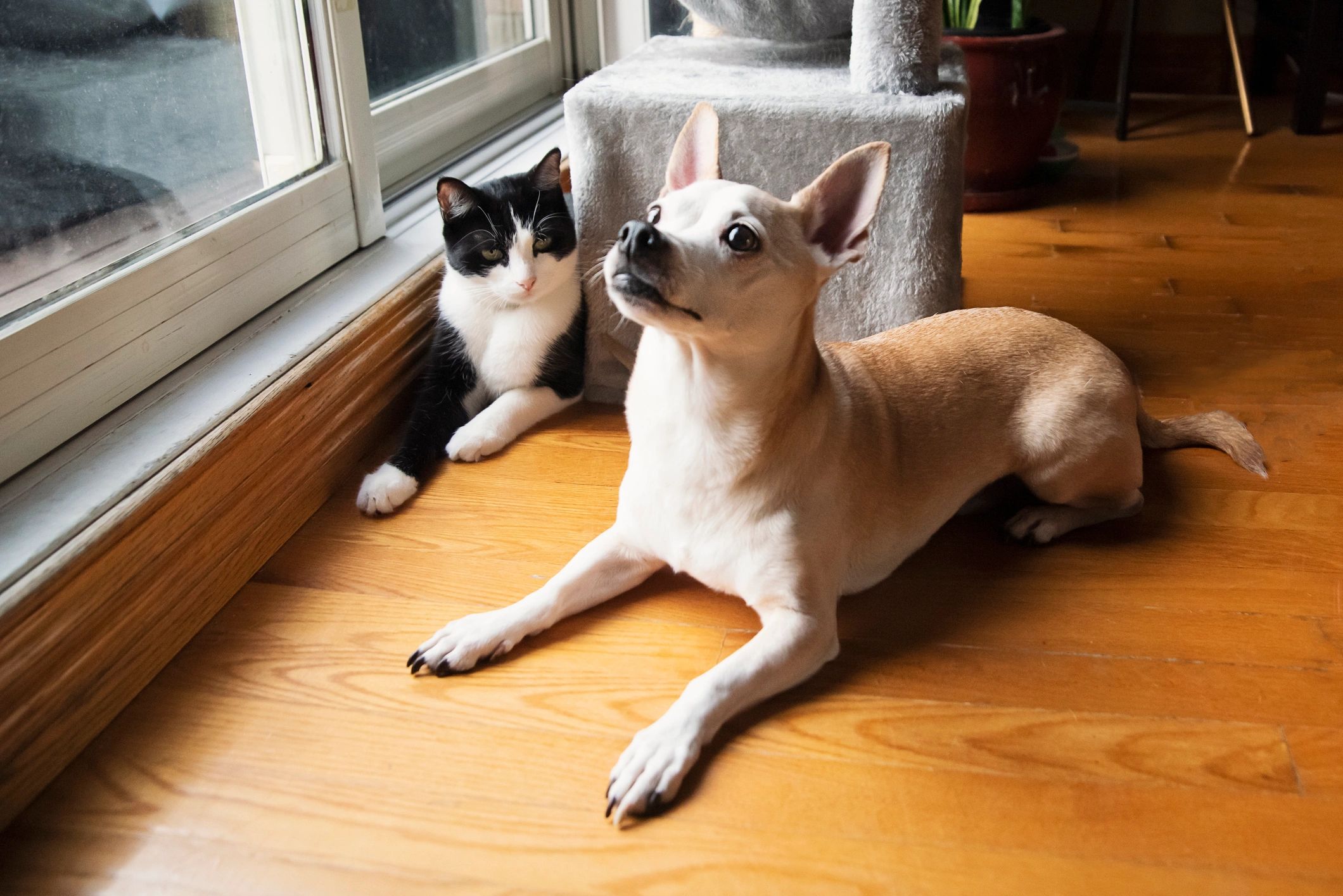 Dog and cat relaxing together at home during professional pet sitting in Mobile, Alabama.