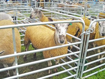 Sheep in metal pens at an outdoor event.