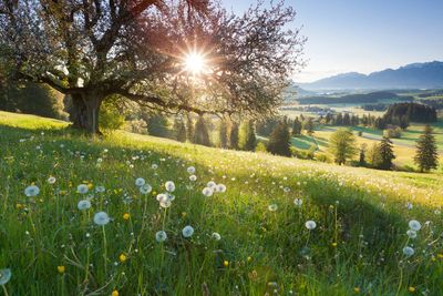 Sunlight filters through a tree over a dandelion-filled meadow.